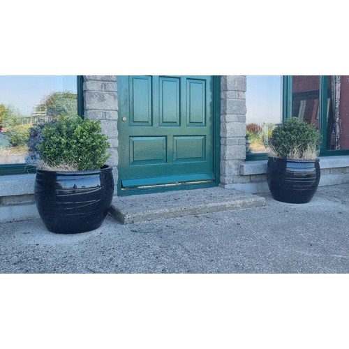 541 - Pair of Large Glazed Garden Planters complete with plants, H:42 x D:49cm