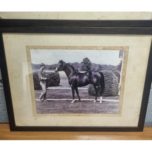 838 - Lot of 2x Framed Photographs of Nijinsky and Northern Dancer