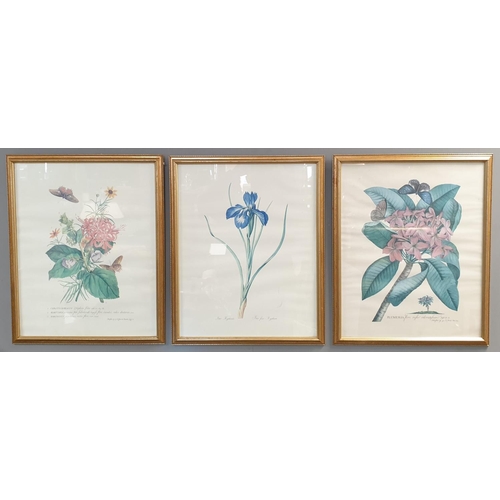 670 - Lot of 3x Framed Botanical Prints, H:54 x W:44cm