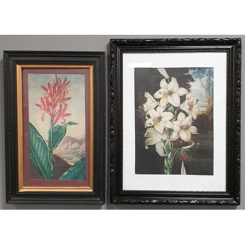 694 - Lot of 2x Black Framed Botanical Prints, 60x46cm / 55x36cm