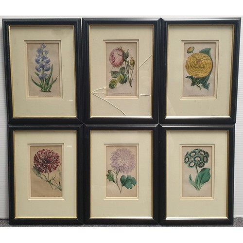 620 - Set of Six Black Framed Botanical Prints, H:31 x W:22cm