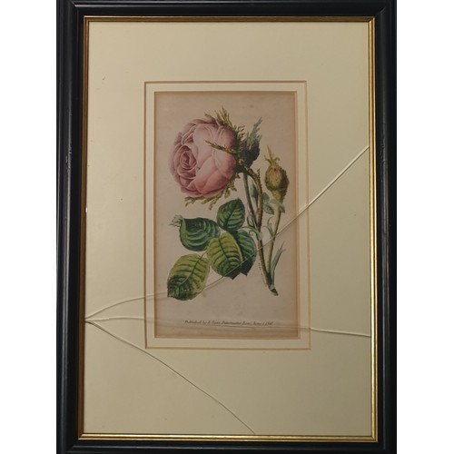 620 - Set of Six Black Framed Botanical Prints, H:31 x W:22cm