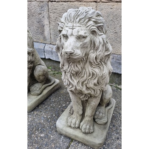 1035 - Pair of Garden Stone Lion Statues - H: 58cm x Base - W: 27cm x D: 35cm