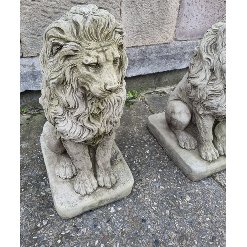 1035 - Pair of Garden Stone Lion Statues - H: 58cm x Base - W: 27cm x D: 35cm