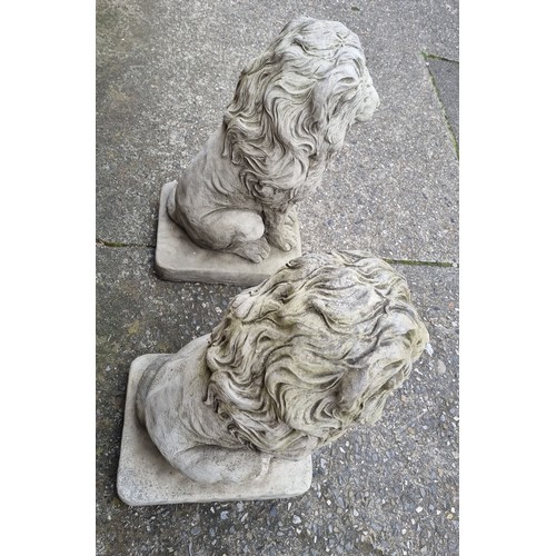 1035 - Pair of Garden Stone Lion Statues - H: 58cm x Base - W: 27cm x D: 35cm