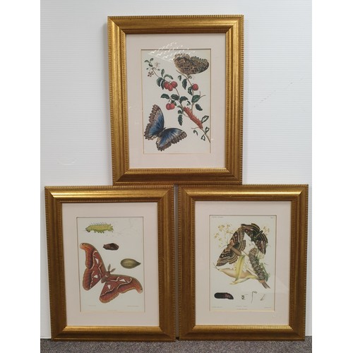 875 - Lot of 3x Framed Butterfly Pictures - H: 50cm x W: 40cm