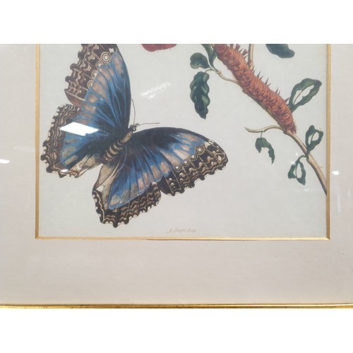 875 - Lot of 3x Framed Butterfly Pictures - H: 50cm x W: 40cm