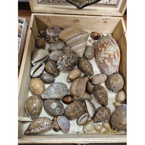 756 - Assorted Collection of Shells