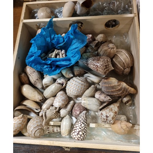 756 - Assorted Collection of Shells