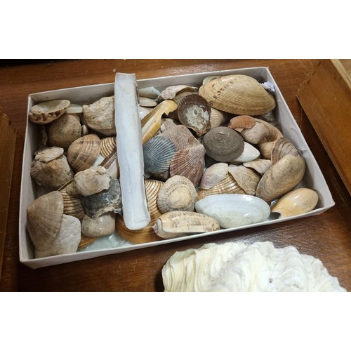 756 - Assorted Collection of Shells