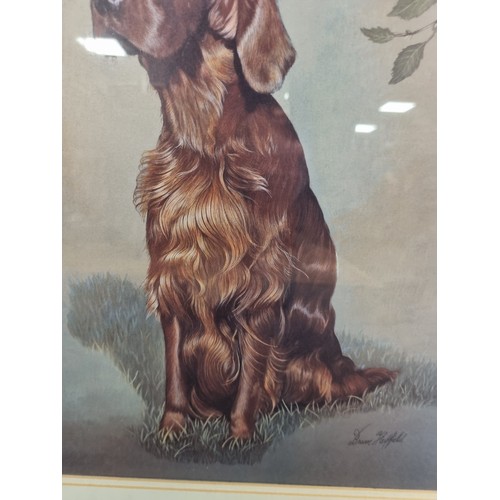 457 - Framed Picture of Red Setter Dog, H: 55cm x W: 46cm