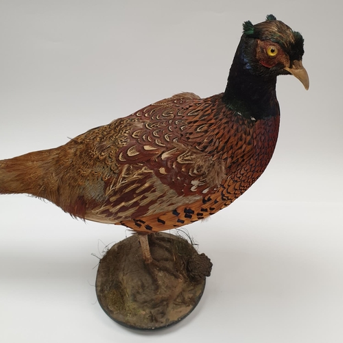 30 - Taxidermy Pheasant, Height 45 x Length 80cm