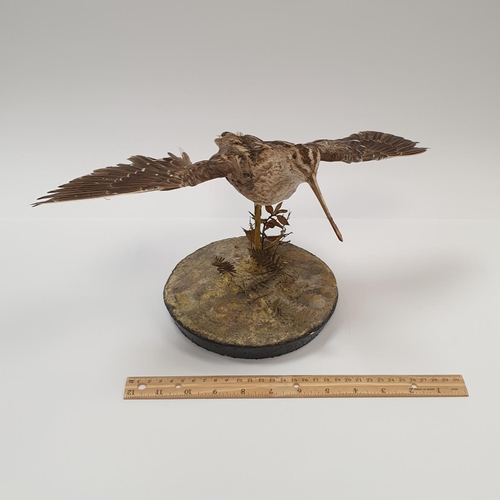 31 - Taxidermy Snipe, Height 22cm