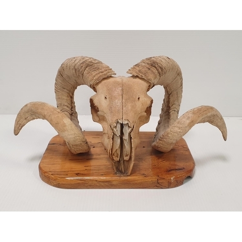 242 - Ram's Skull Mounted on Wall Hanging Plaque