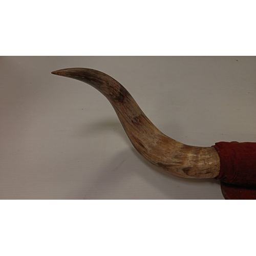 5 - Mounted Pair of Bovine Horns on Wooden Shield Plaque