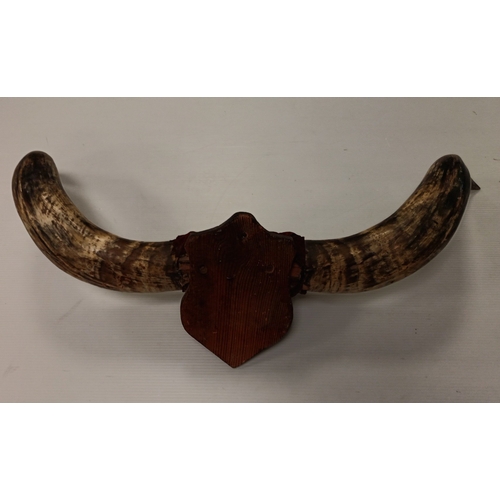5 - Mounted Pair of Bovine Horns on Wooden Shield Plaque