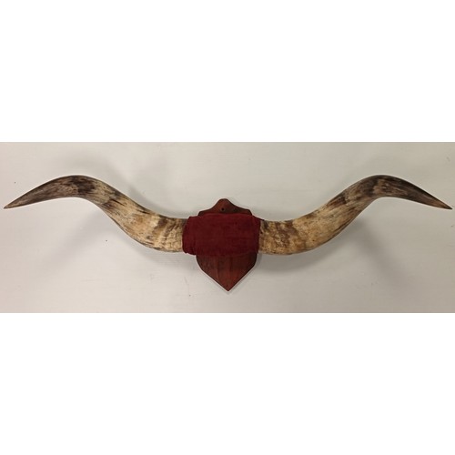 5 - Mounted Pair of Bovine Horns on Wooden Shield Plaque