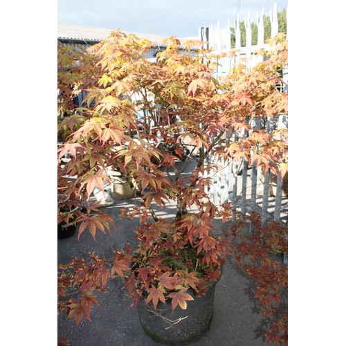 2 - Large potted acer approx. 1.7 metres h.
Last two pictures,colour change taken 4/10/22