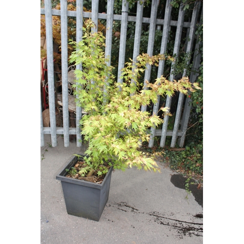 170 - Green Acer in plastic pot total h. 62