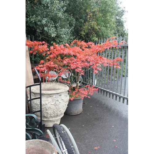 2 - Large potted acer approx. 1.7 metres h.
Last two pictures,colour change taken 4/10/22