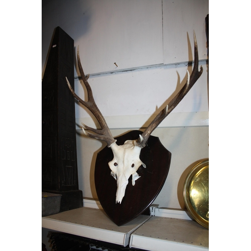 1509 - Mounted antlers 30