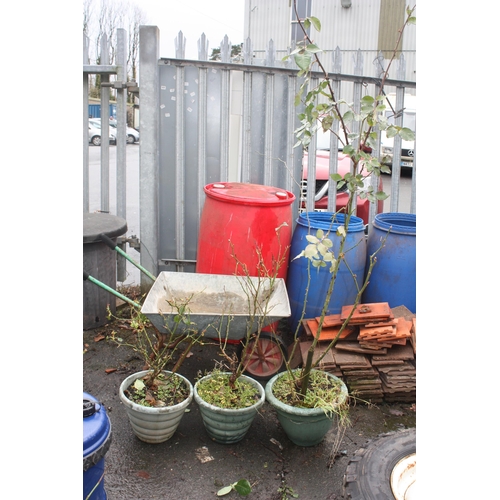 24 - 3 assorted rose bushes in green plastic pots