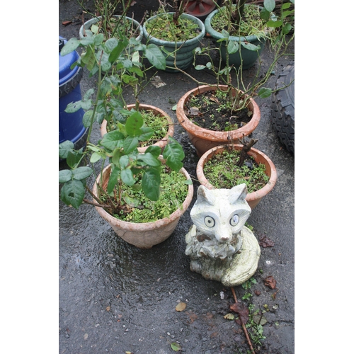 25 - 4 rose bushes in terracotta coloured plastic pots