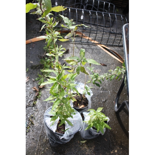 142 - 3 Buddleia plants