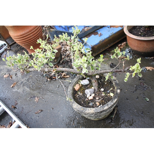 175B - Concrete pot with variegated shrub