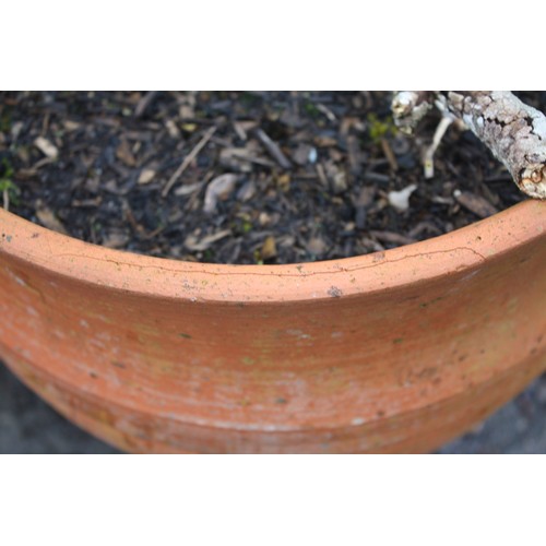 175G - Large terracotta pot- crack to front with shrub