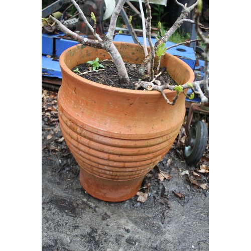 175G - Large terracotta pot- crack to front with shrub