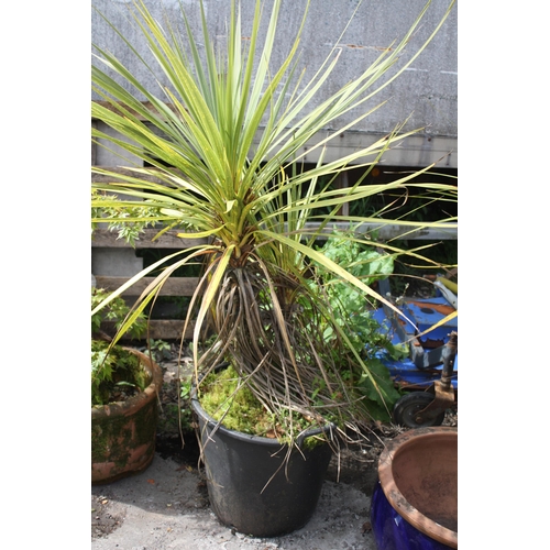 8 - Palm in plastic pot 16