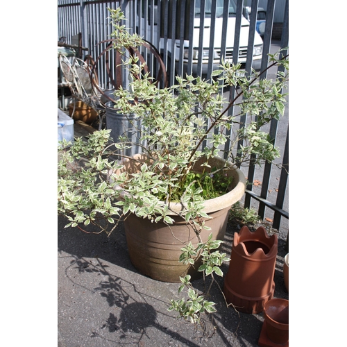 82 - Large variegated shrub in 22