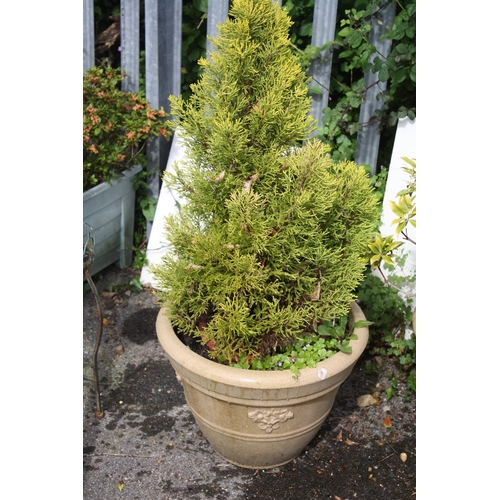 169 - Conifer in plastic pot 10