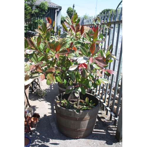 1B - Photinia tree in half barrel 60