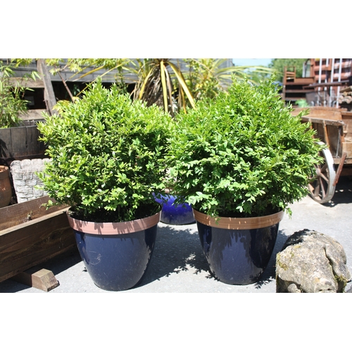 1D - Pair box plants in pots 28