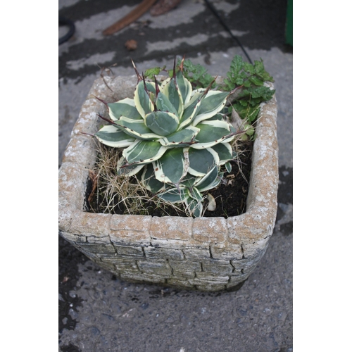 201 - Agave in brick effect trough 7