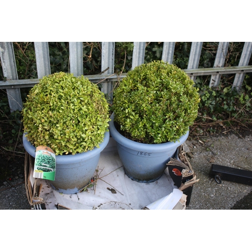 67 - Pair box bushes in plastic pots 20