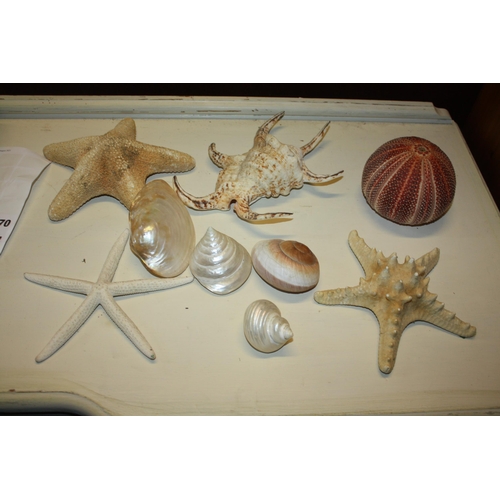 270 - Assorted sea shells 9