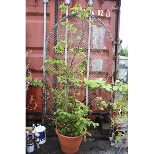 Lot 41        