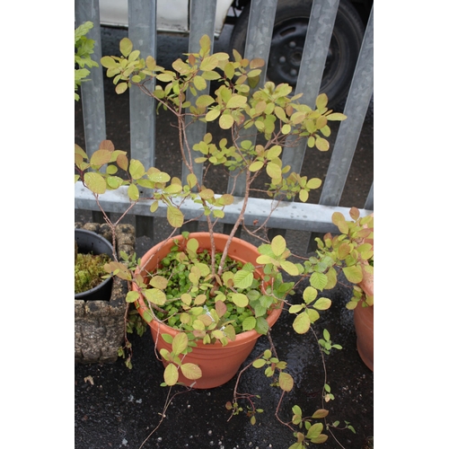Lot 55        