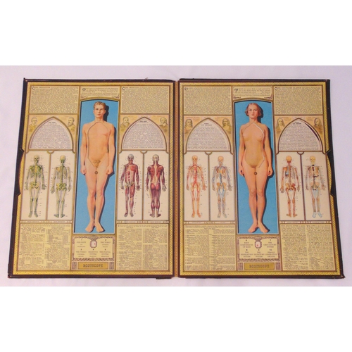 233 - Bodyscope mid 20th century educational anatomical medical folio of male and female bodies, originate... 