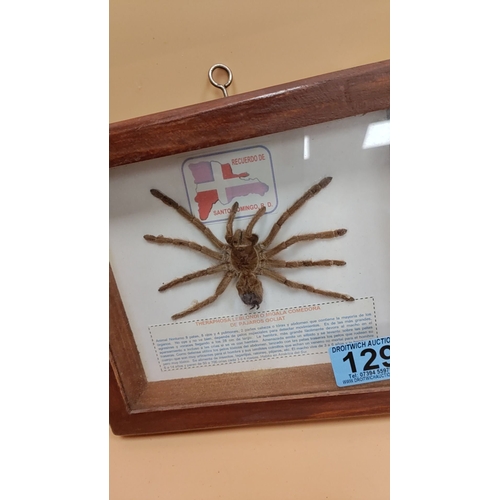 129 - Taxidermy Tarantula behind glass encased in a frame