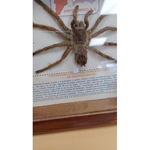 129 - Taxidermy Tarantula behind glass encased in a frame