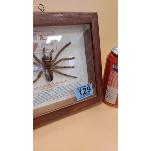 129 - Taxidermy Tarantula behind glass encased in a frame