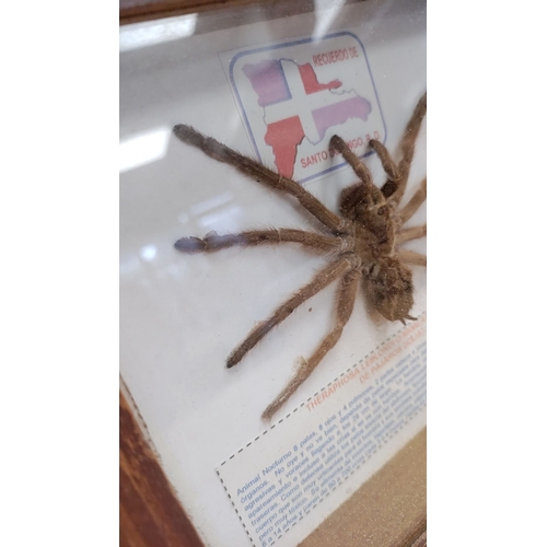 129 - Taxidermy Tarantula behind glass encased in a frame