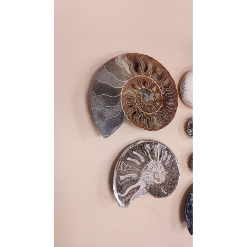 210 - A selection of seven Ammonites