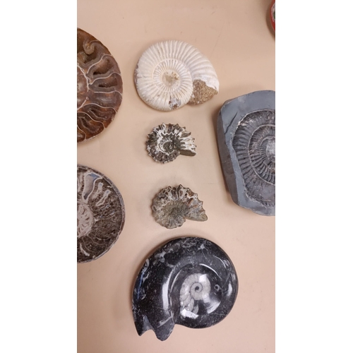 210 - A selection of seven Ammonites