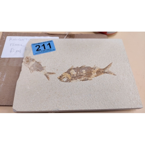 211 - Knightia fish fossil