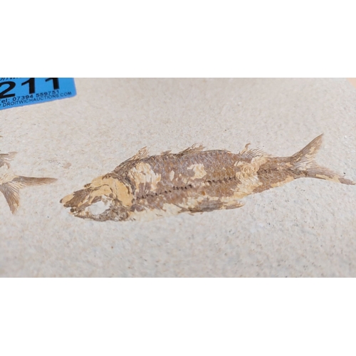 211 - Knightia fish fossil